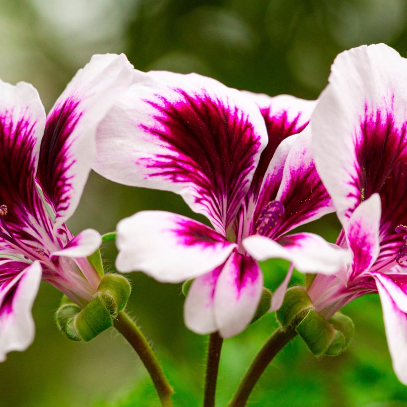 Pelargonium crispum Angel Eyes Blueberry - Franse mini-geraniums (Flowering)