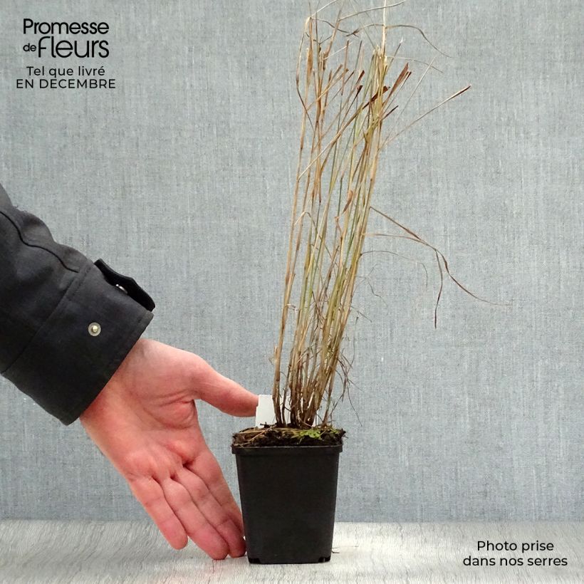 Example of Pennisetum orientale - Lampenpoetsersgras Kweekpotje van 8/9 cm as you get in hiver