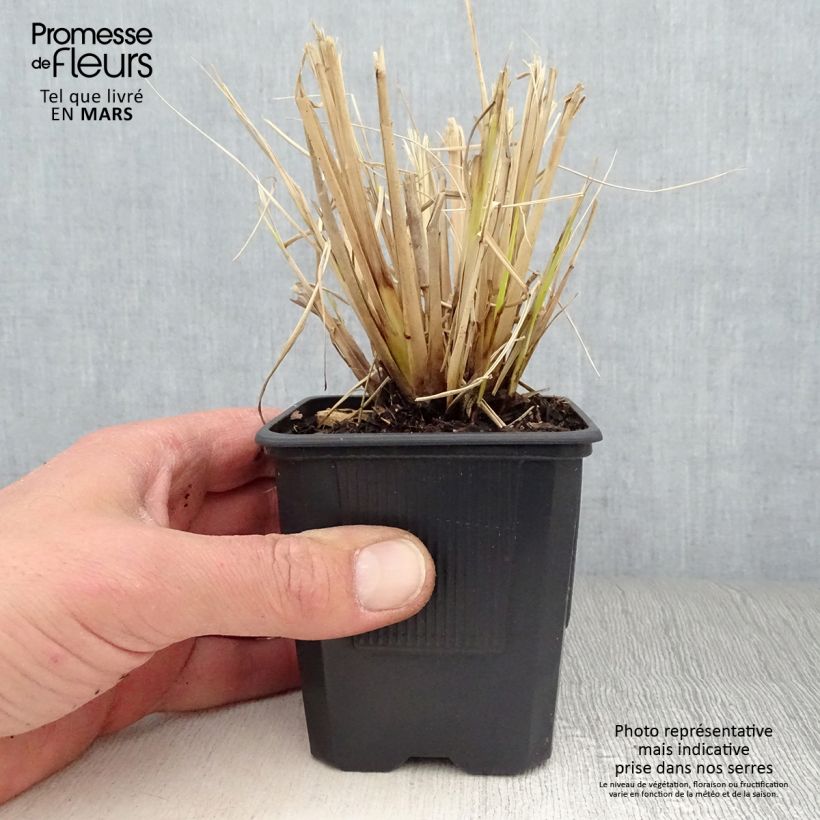 Exemplaar van Pennisetum Windy Simonette - Lampenpoetsersgras Kweekpotje van 8/9 cm zoals geleverd in de lente