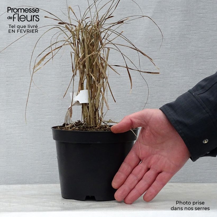 Example of Pennisetum advena Rubrum - Lampenpoetsersgras Pot van 1 l/1,5 l as you get in hiver