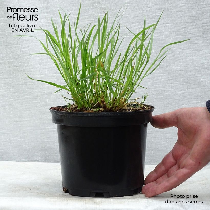 Exemplaar van Pennisetum alopecuroïdes Moudry - Lampenpoetsersgras Pot van 2 l/3 l zoals geleverd in de lente