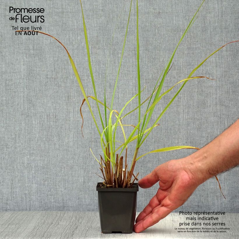 Exemplaar van Pennisetum alopecuroïdes Black Beauty - Lampenpoetsersgras Kweekpotje van 8/9 cm zoals geleverd in de zomer