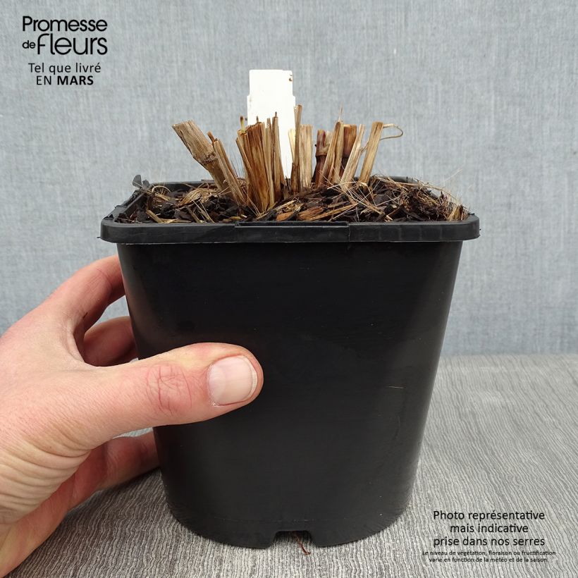 Example of Pennisetum alopecuroïdes Black Beauty - Lampenpoetsersgras Pot van 2 l/3 l as you get in hiver