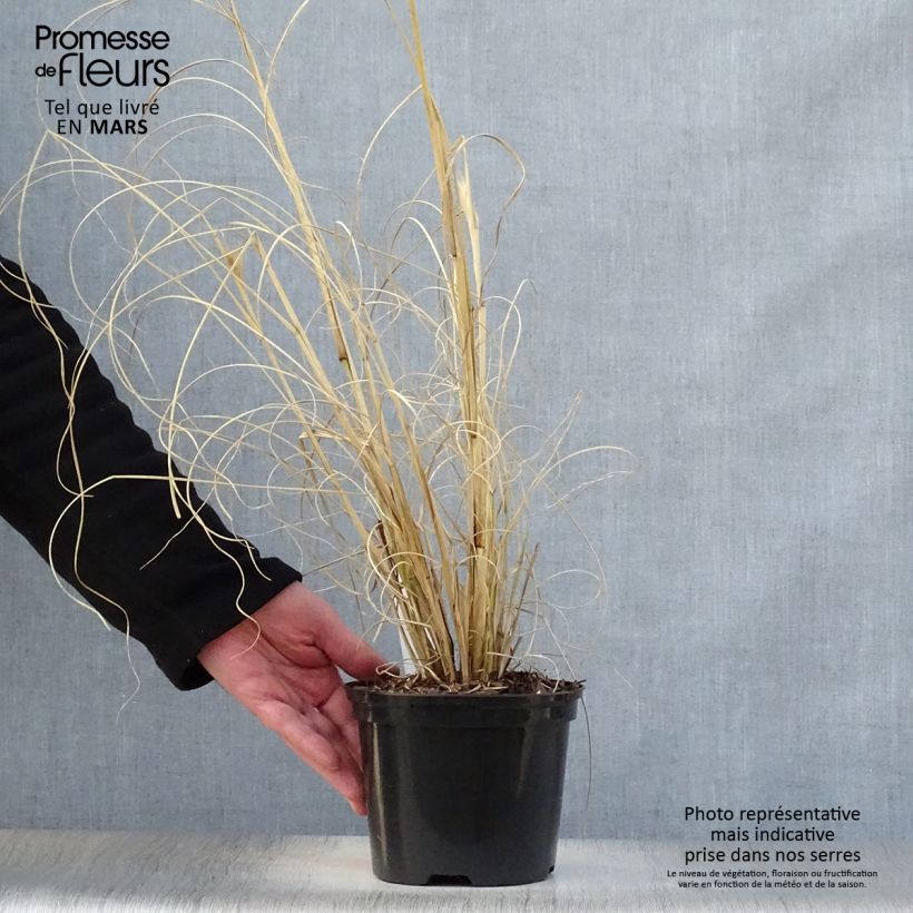 Exemplaar van Pennisetum alopecuroïdes Black Beauty - Lampenpoetsersgras Pot van 2 l/3 l zoals geleverd in de lente