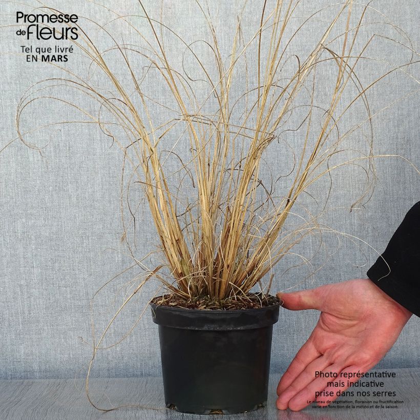 Example of Pennisetum alopecuroides Cassian - Herbe aux écouvillons Pot van 2 l/3 l as you get in hiver