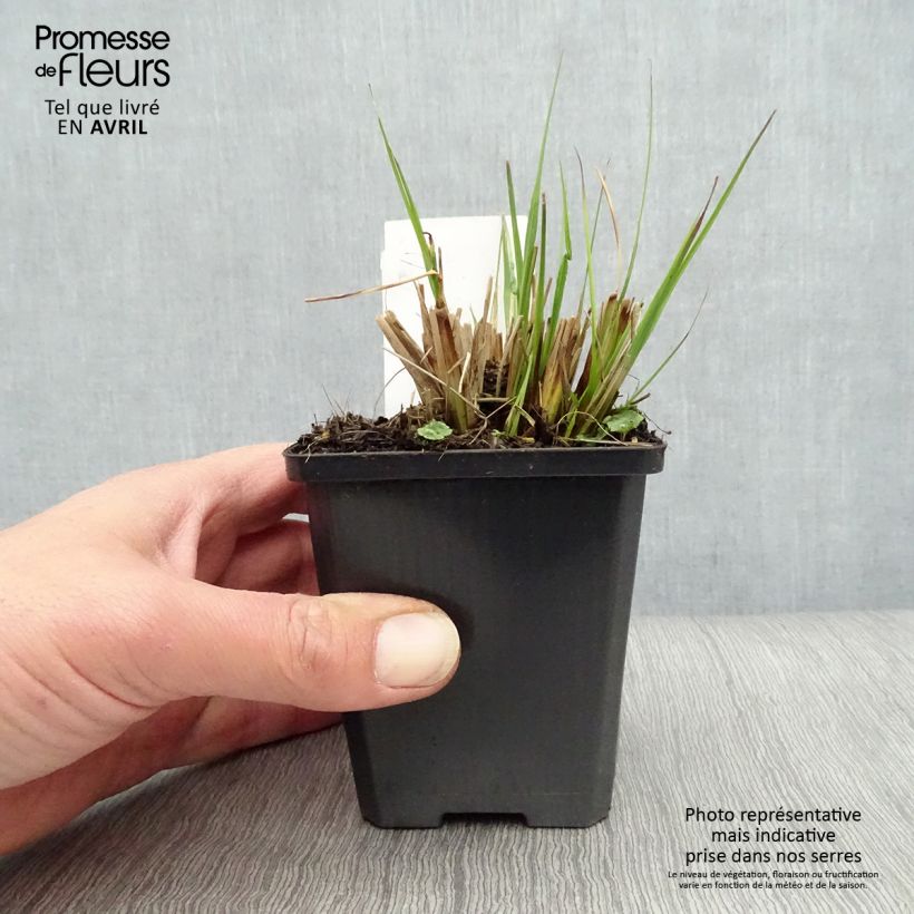 Exemplaar van Pennisetum alopecuroïdes Gelbstiel - Lampenpoetsersgras Kweekpotje van 8/9 cm zoals geleverd in de lente