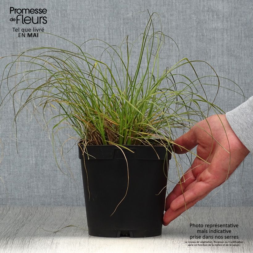 Exemplaar van Pennisetum alopecuroïdes Gelbstiel - Lampenpoetsersgras Pot van 2 l/3 l zoals geleverd in de lente