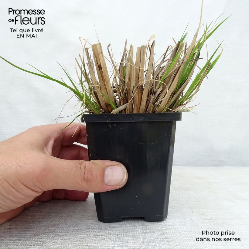 Exemplaar van Pennisetum alopecuroïdes Goldstrich - Lampenpoetsersgras Kweekpotje van 8/9 cm zoals geleverd in de lente