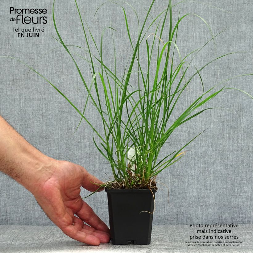 Exemplaar van Pennisetum alopecuroïdes Goldstrich - Lampenpoetsersgras Kweekpotje van 8/9 cm zoals geleverd in de zomer