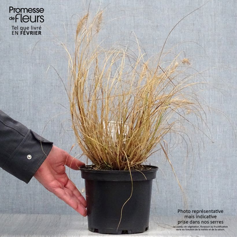 Example of Pennisetum alopecuroides Hameln - Herbe aux écouvillons Pot van 3 l/4 l as you get in hiver