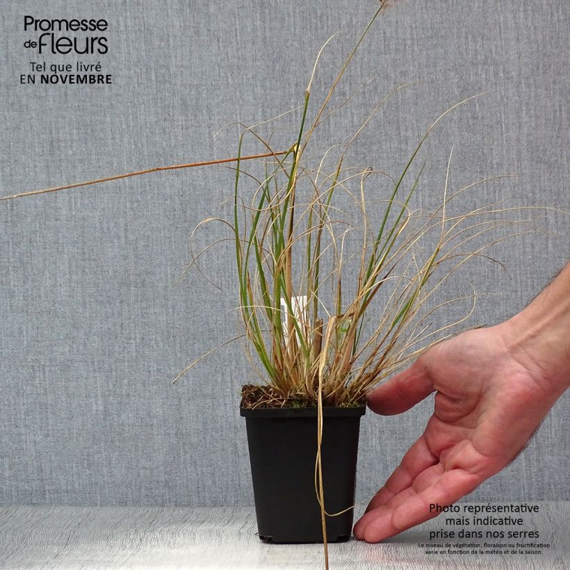 Exemplaar van Pennisetum alopecuroïdes Hameln - Lampenpoetsersgras Kweekpotje van 8/9 cm zoals geleverd in de herfst