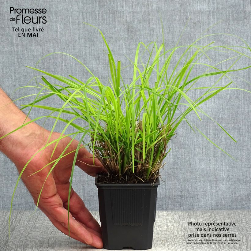 Exemplaar van Pennisetum alopecuroïdes Hameln - Lampenpoetsersgras Kweekpotje van 8/9 cm zoals geleverd in de lente