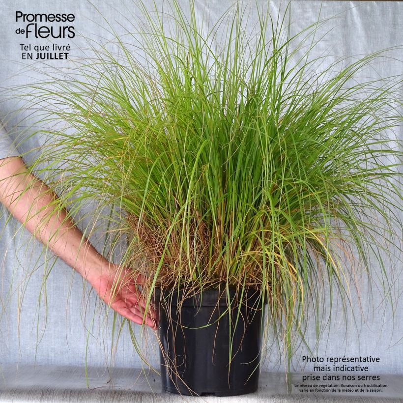 Exemplaar van Pennisetum alopecuroïdes Hameln - Lampenpoetsersgras Pot van 7,5 l/10 l zoals geleverd in de zomer
