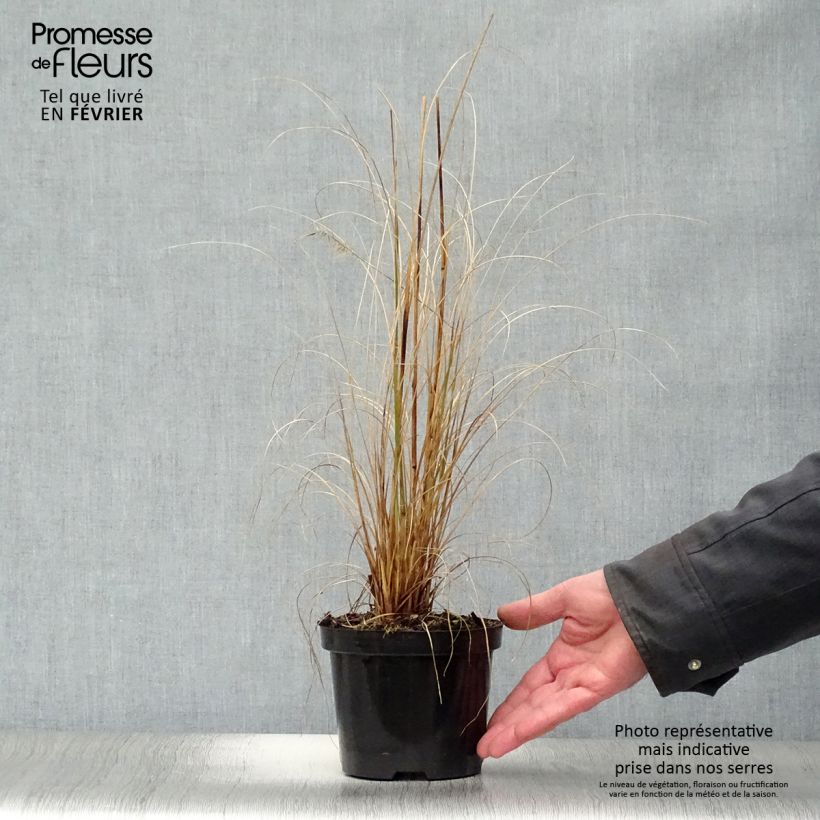 Example of Pennisetum alopecuroides Hameln - Herbe aux écouvillons Pot van 1 l/1,5 l as you get in hiver