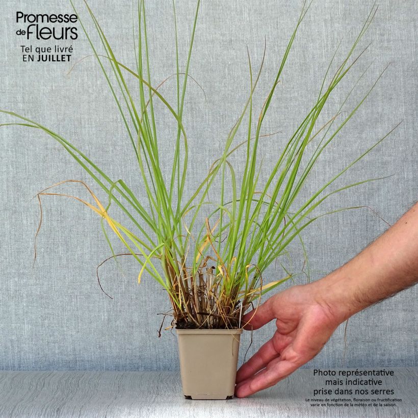 Exemplaar van Pennisetum alopecuroïdes Herbstzauber - Lampenpoetsersgras Kweekpotje van 8/9 cm zoals geleverd in de zomer