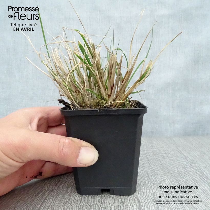 Exemplaar van Pennisetum alopecuroïdes Herbstzauber - Lampenpoetsersgras Kweekpotje van 8/9 cm zoals geleverd in de lente