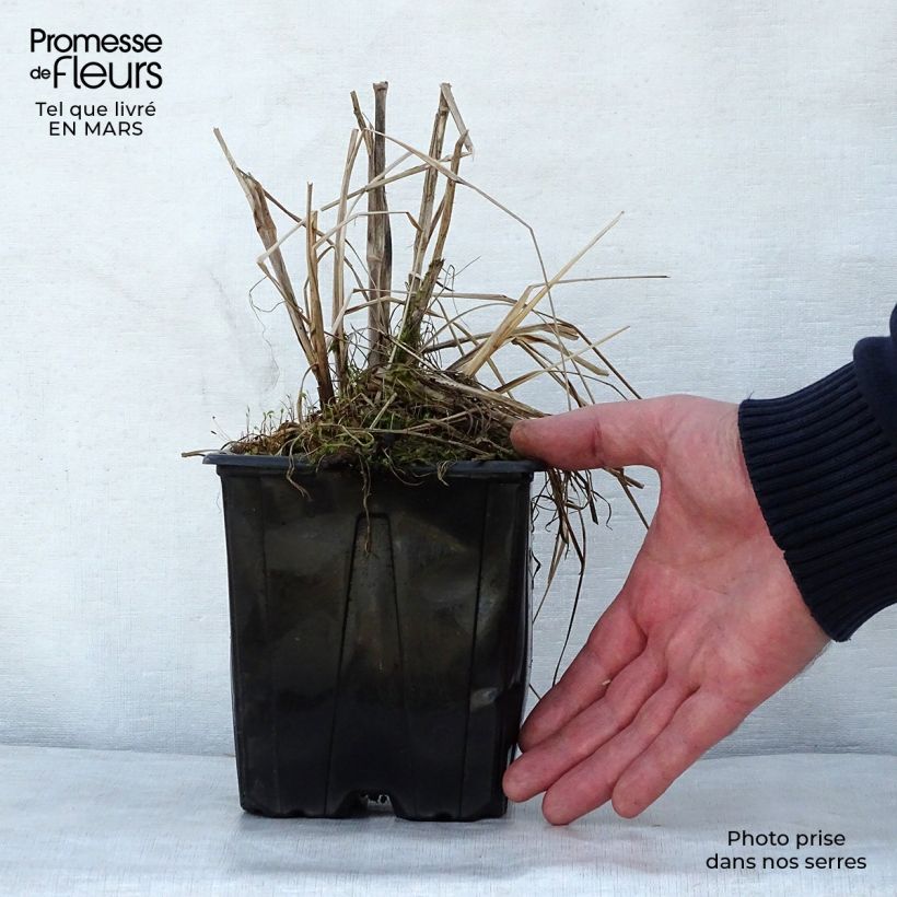 Exemplaar van Pennisetum alopecuroïdes Herbstzauber - Lampenpoetsersgras Pot van 2 l/3 l zoals geleverd in de lente