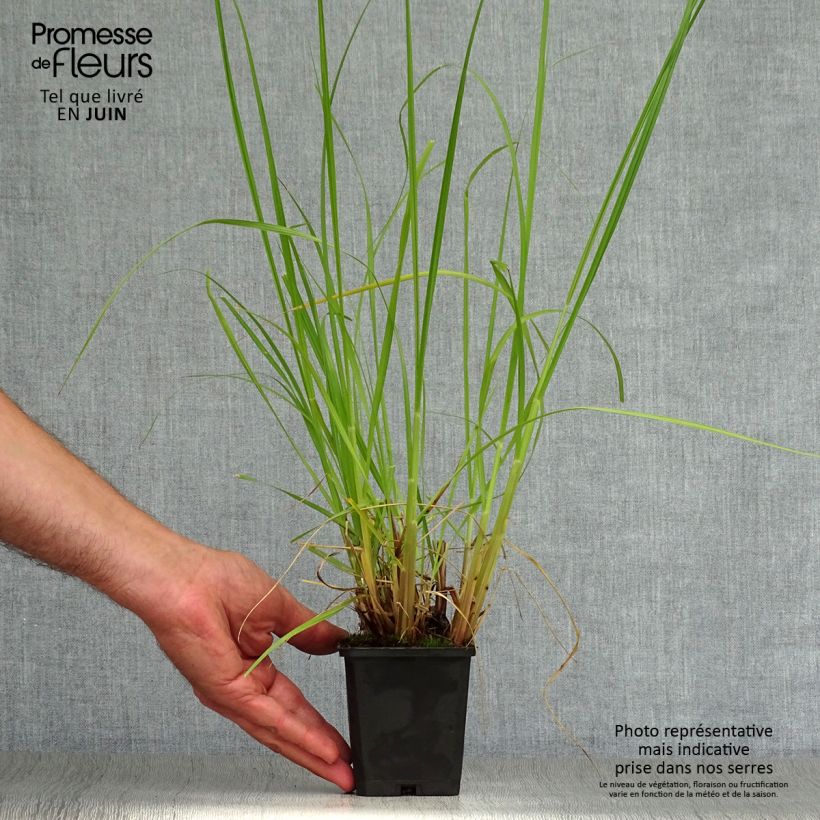 Exemplaar van Pennisetum alopecuroïdes Japonicum - Lampenpoetsersgras Kweekpotje van 8/9 cm zoals geleverd in de zomer