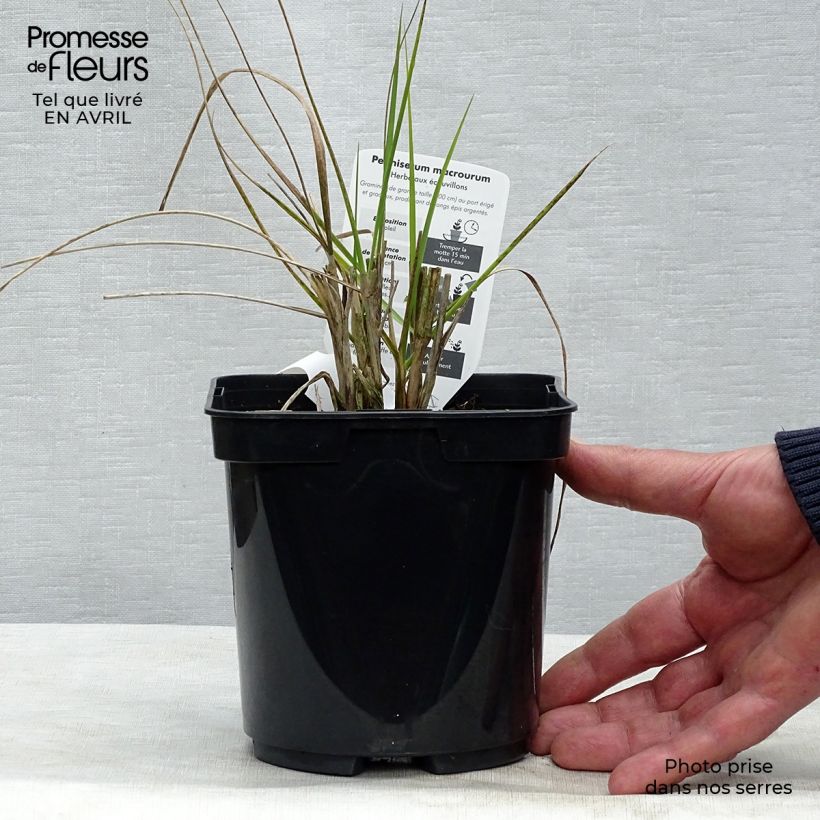 Exemplaar van Pennisetum alopecuroïdes Japonicum - Lampenpoetsersgras Pot van 2 l/3 l zoals geleverd in de lente