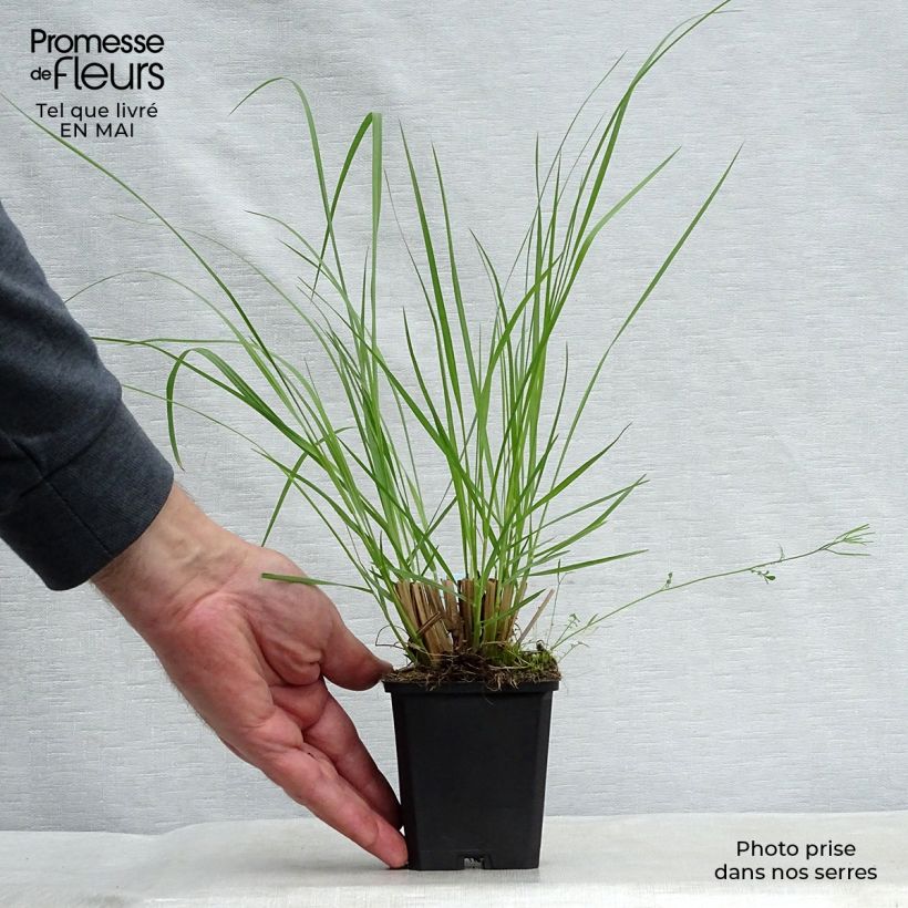 Exemplaar van Pennisetum alopecuroïdes Japonicum - Lampenpoetsersgras Kweekpotje van 8/9 cm zoals geleverd in de lente