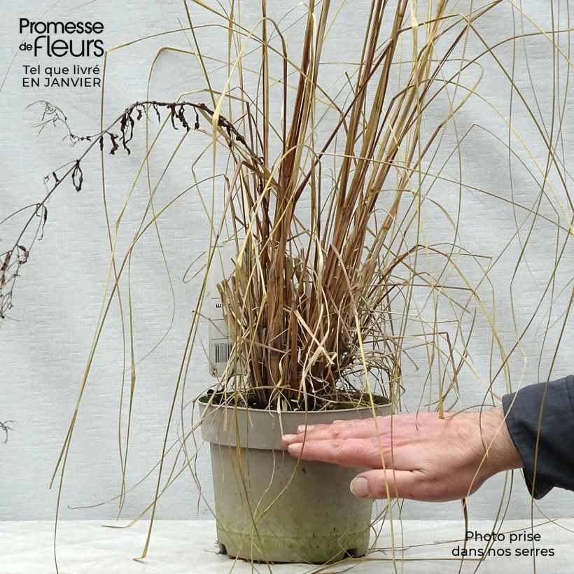 Example of Pennisetum alopecuroïdes Japonicum - Herbe aux écouvillons Pot van 2 l/3 l as you get in hiver