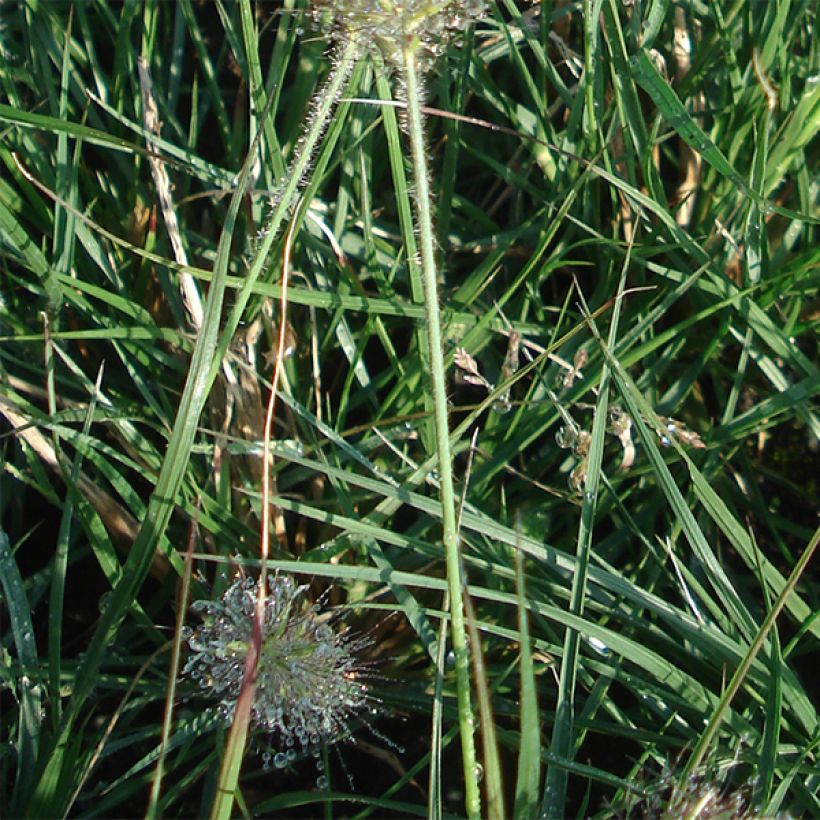 Pennisetum alopecuroïdes Little Bunny - Lampenpoetsersgras (Foliage)