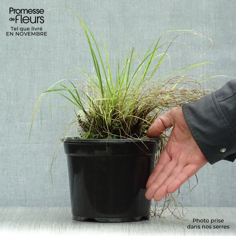 Exemplaar van Pennisetum alopecuroïdes Little Bunny - Lampenpoetsersgras Pot van 2 l/3 l zoals geleverd in de herfst