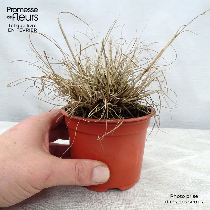Example of Pennisetum alopecuroïdes Little Bunny - Lampenpoetsersgras Kweekpotje van 8/9 cm as you get in hiver