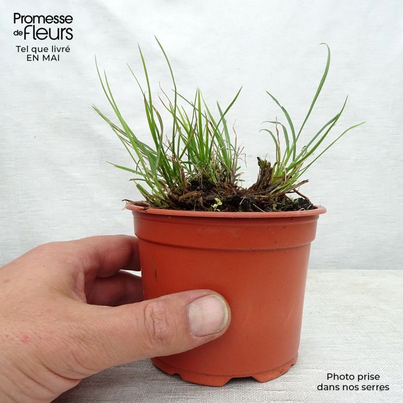 Exemplaar van Pennisetum alopecuroïdes Little Bunny - Lampenpoetsersgras Kweekpotje van 8/9 cm zoals geleverd in de lente