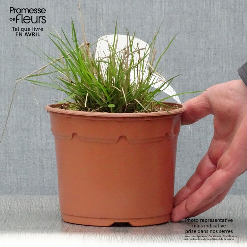Exemplaar van Pennisetum alopecuroïdes Little Bunny - Lampenpoetsersgras Pot van 2 l/3 l zoals geleverd in de lente