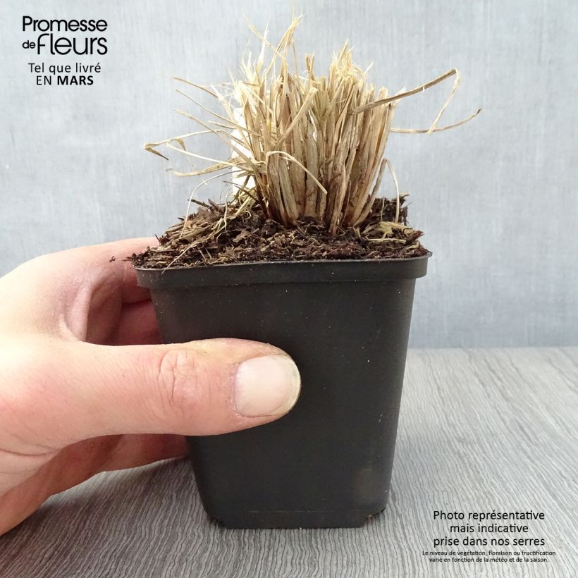 Exemplaar van Pennisetum alopecuroides Lumen Gold - Lampenpoetsersgras Kweekpotje van 8/9 cm zoals geleverd in de lente