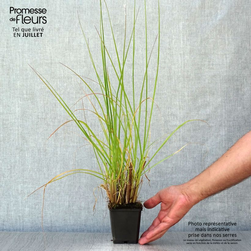 Exemplaar van Pennisetum alopecuroïdes Magic - Lampenpoetsersgras Kweekpotje van 8/9 cm zoals geleverd in de zomer