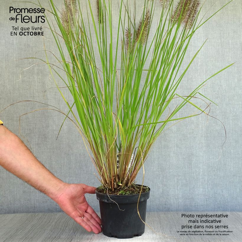 Exemplaar van Pennisetum alopecuroïdes Moudry - Lampenpoetsersgras Pot van 2 l/3 l zoals geleverd in de herfst