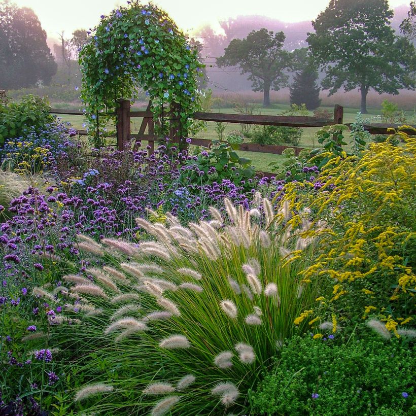 Pennisetum Piglet alopecuroïdes - Lampenpoetsersgras (Plant habit)