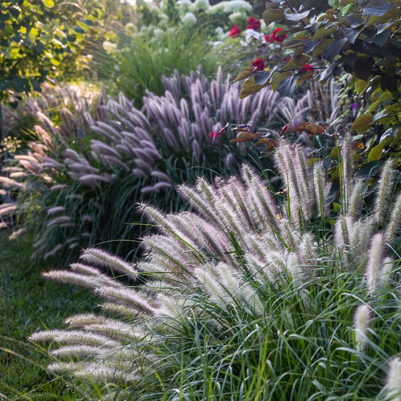 Pennisetum alopecuroïdes Red Head - Lampenpoetsersgras (Groeiplaats)