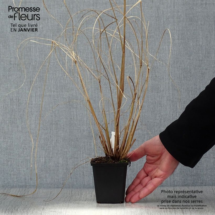 Example of Pennisetum alopecuroïdes Red Head - Lampenpoetsersgras Kweekpotje van 8/9 cm as you get in hiver