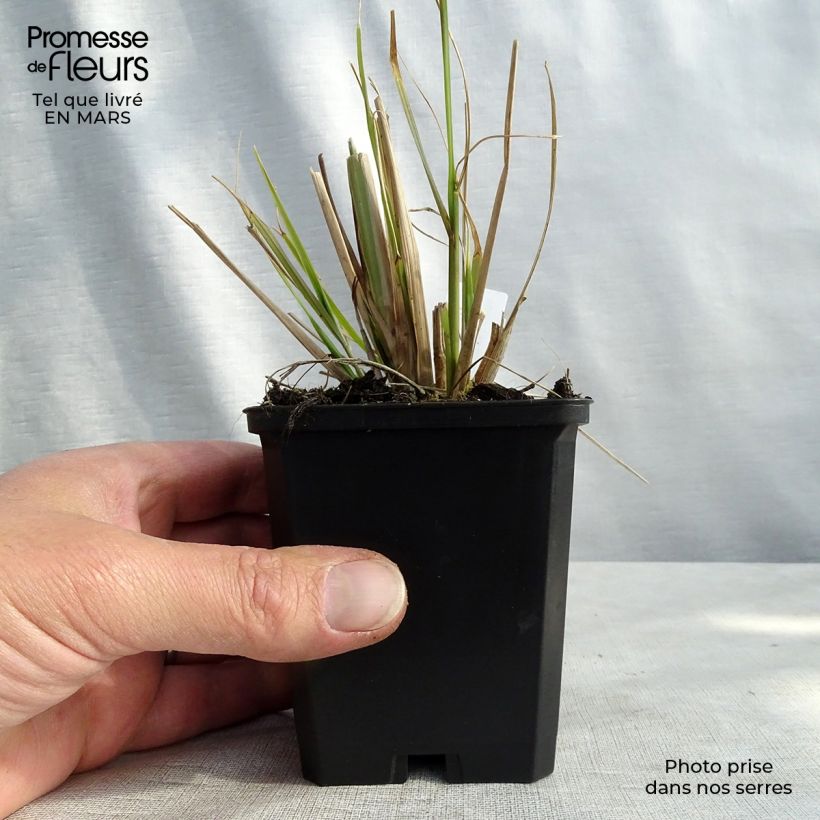 Example of Pennisetum alopecuroïdes f. viridescens - Herbe aux écouvillons Kweekpotje van 8/9 cm as you get in hiver