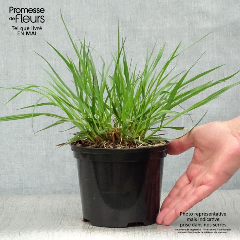 Exemplaar van Pennisetum alopecuroïdes f. viridescens - Lampenpoetsersgras Pot van 2 l/3 l zoals geleverd in de lente