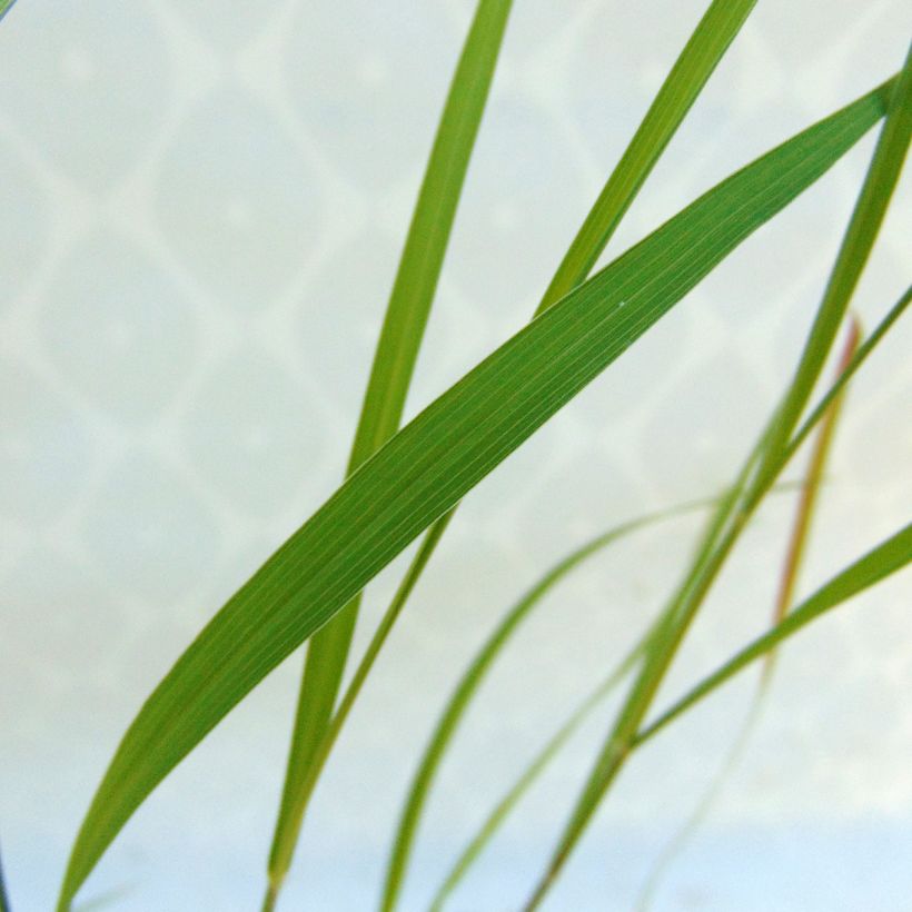 Pennisetum incomptum - Lampenpoetsersgras (Foliage)