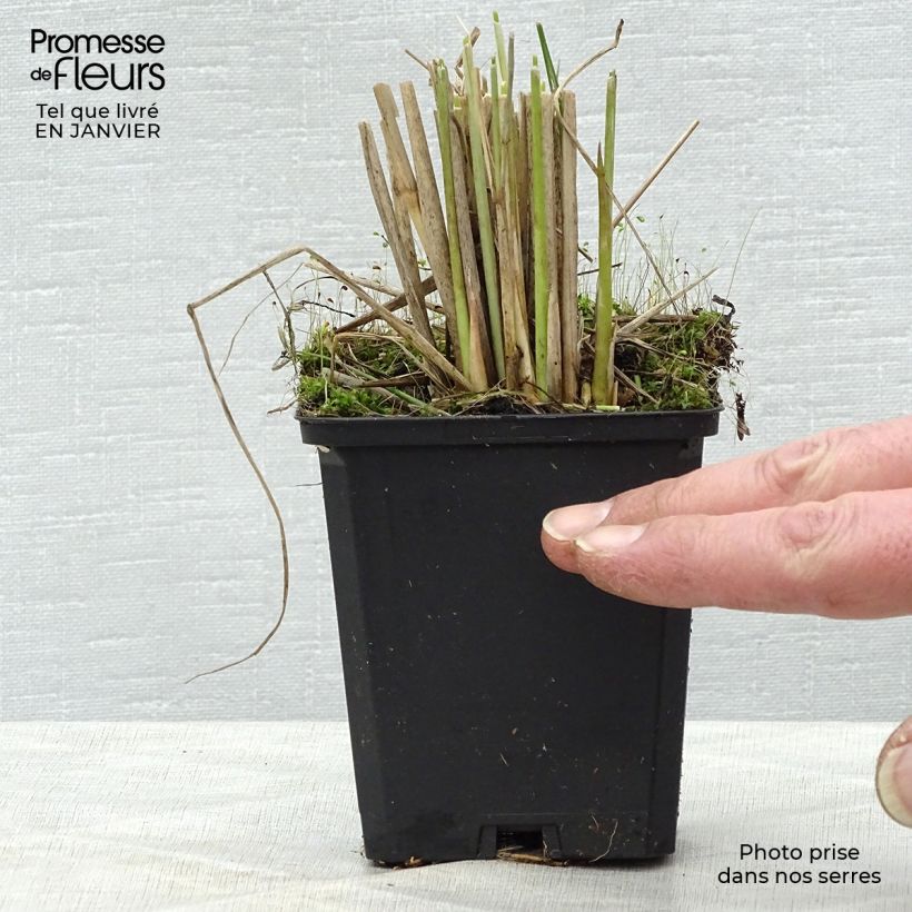 Example of Pennisetum macrourum - Lampenpoetsersgras Pot van 2 l/3 l as you get in hiver