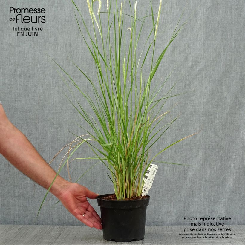 Exemplaar van Pennisetum macrourum - Lampenpoetsersgras Pot van 2 l/3 l zoals geleverd in de zomer