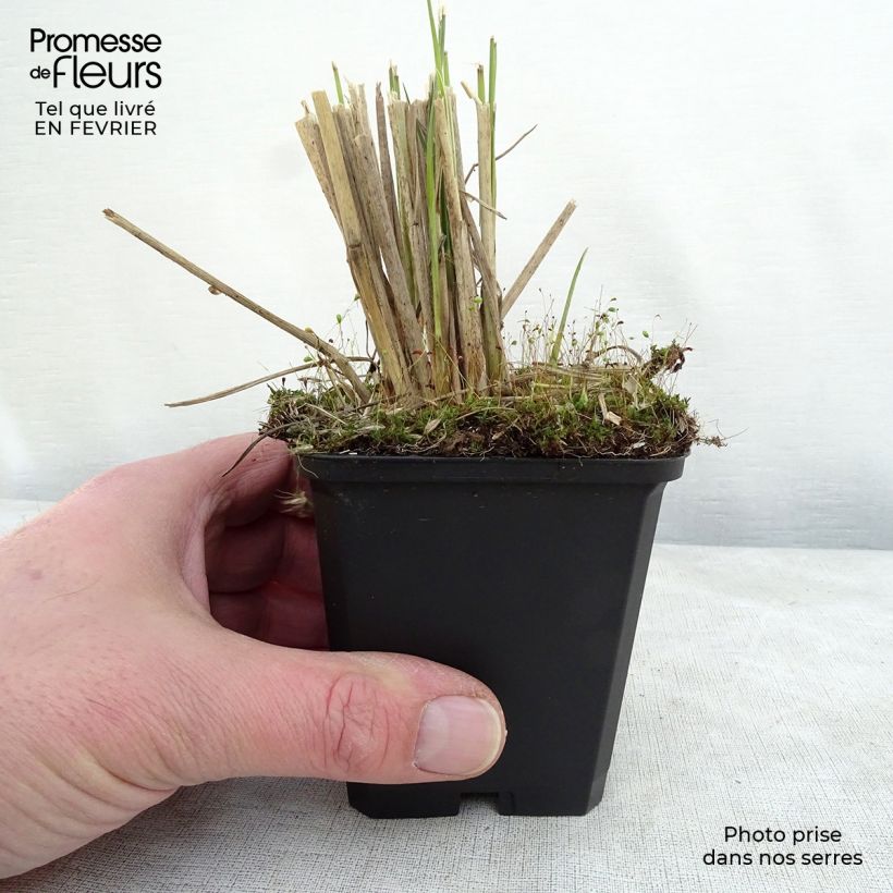 Example of Pennisetum macrourum - Lampenpoetsersgras Kweekpotje van 8/9 cm as you get in hiver