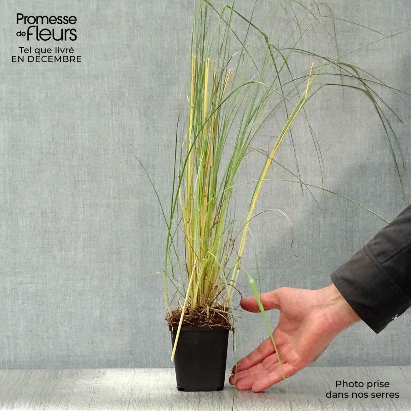 Example of Pennisetum massaicum Red Bunny Tail Kweekpotje van 8/9 cm as you get in hiver