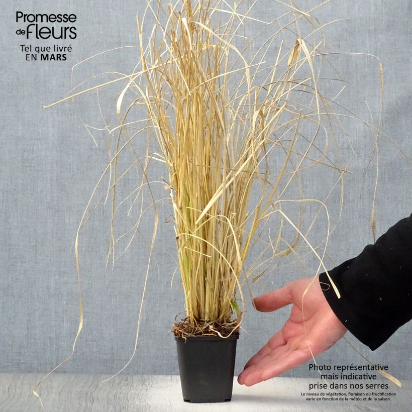 Exemplaar van Pennisetum massaicum Red Bunny Tail - Lampenpoetsersgras Kweekpotje van 8/9 cm zoals geleverd in de lente