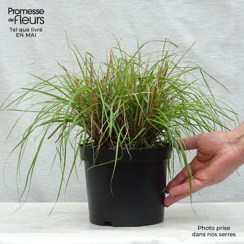 Exemplaar van Pennisetum massaicum Red Bunny Tail - Lampenpoetsersgras Pot van 2 l/3 l zoals geleverd in de lente