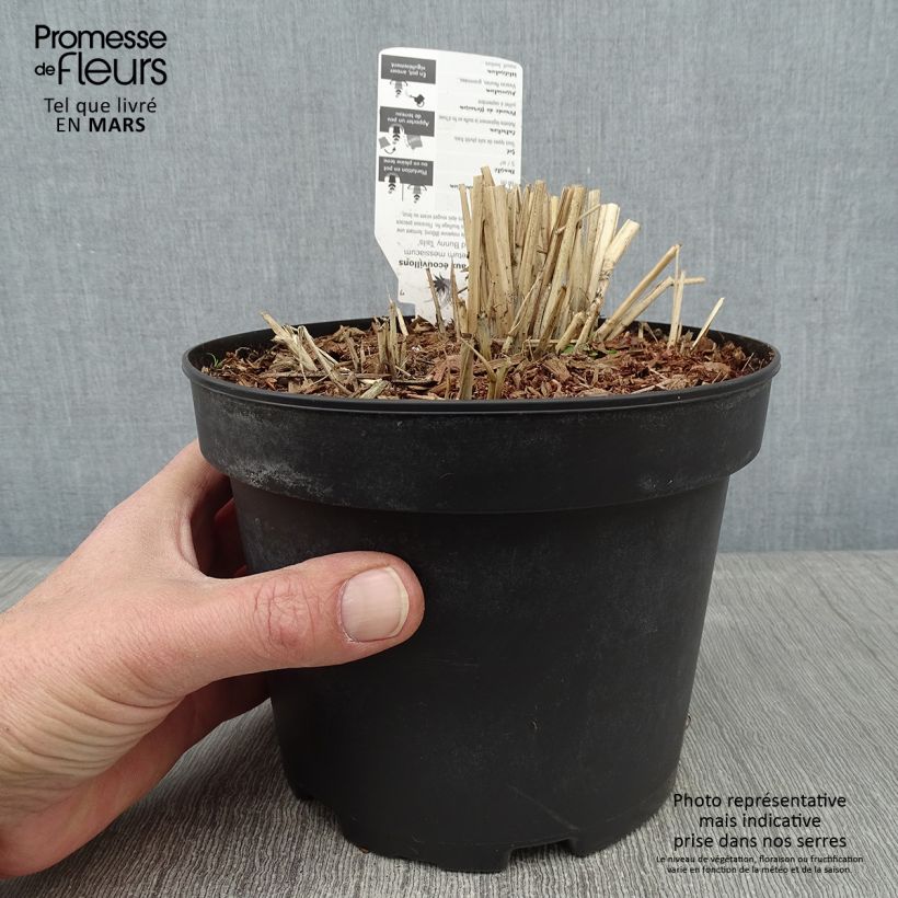 Example of Pennisetum massaicum Red Bunny Tail Pot van 2 l/3 l as you get in hiver