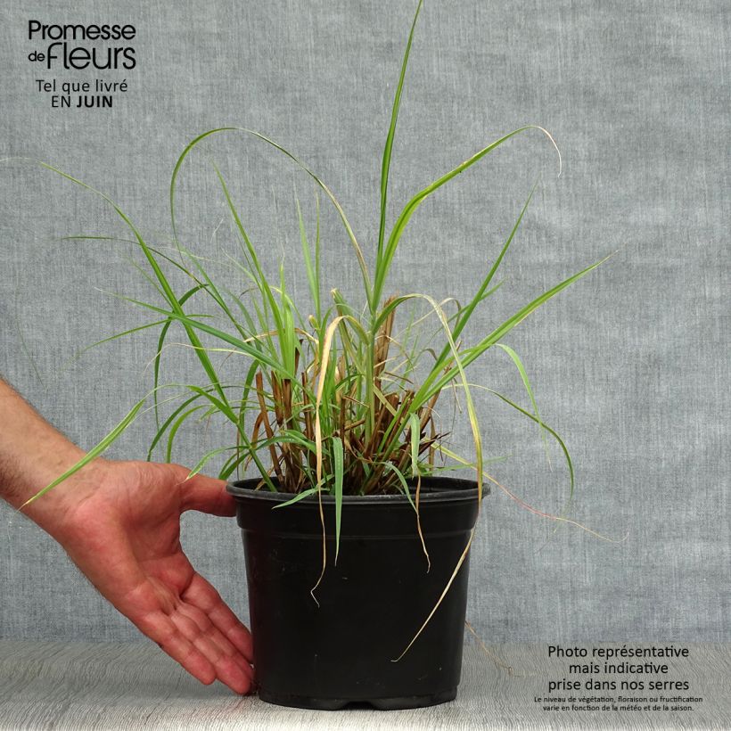 Exemplaar van Pennisetum orientale - Lampenpoetsersgras Pot van 2 l/3 l zoals geleverd in de zomer