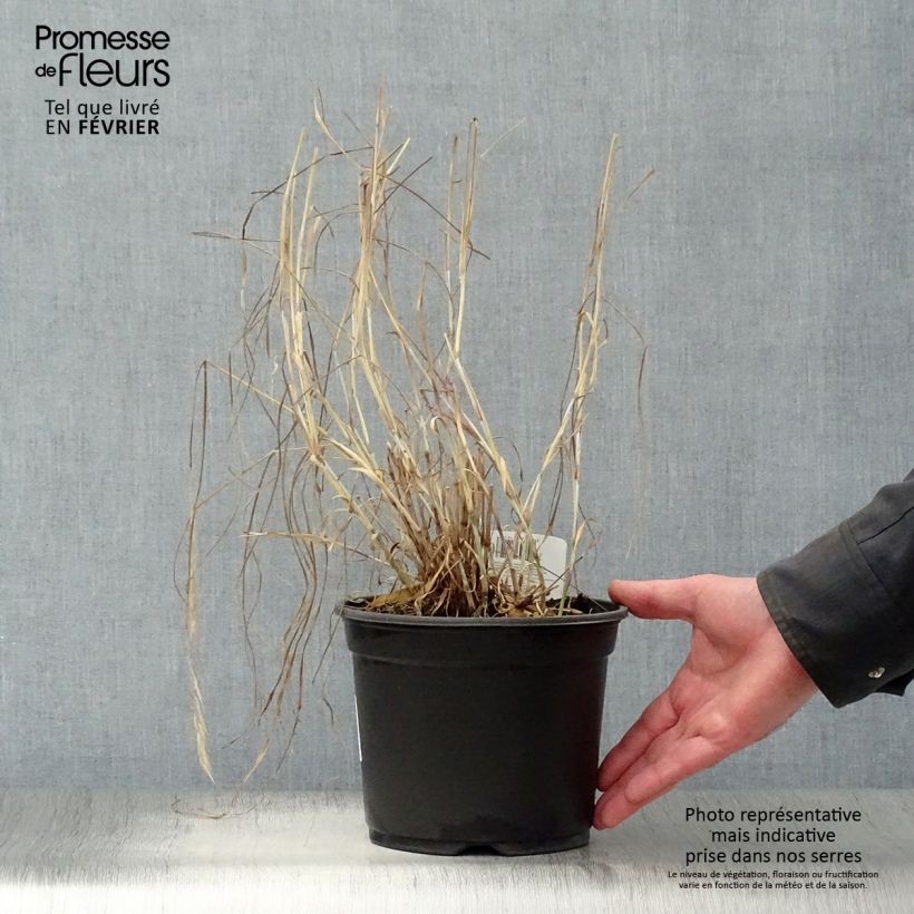 Example of Pennisetum orientale - Lampenpoetsersgras Pot van 2 l/3 l as you get in hiver