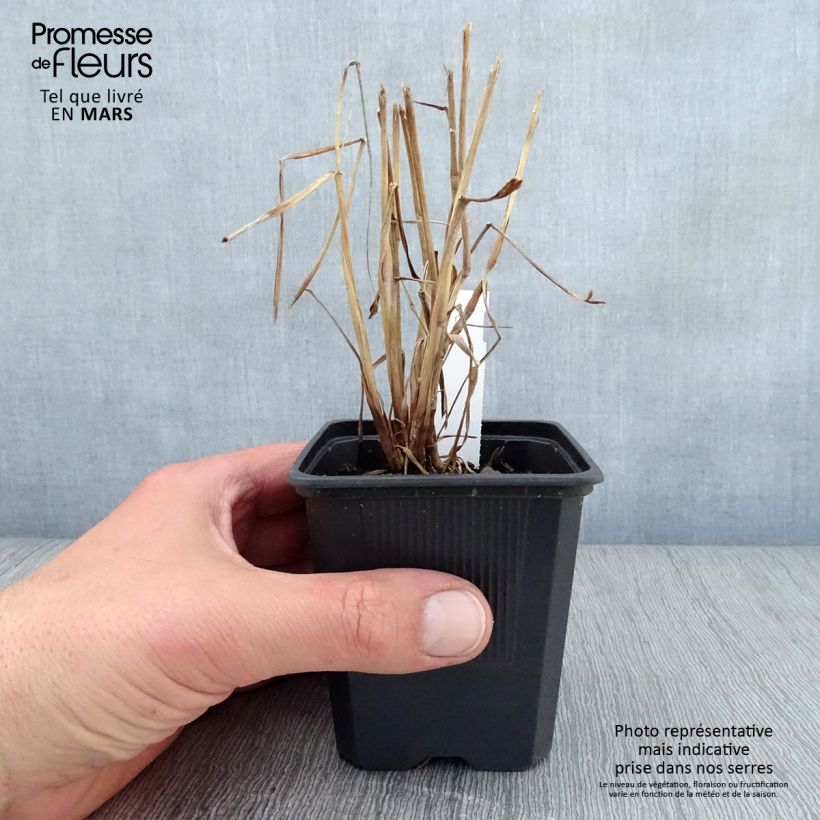 Exemplaar van Pennisetum orientale JS Dance With Me - Lampenpoetsersgras Kweekpotje van 8/9 cm zoals geleverd in de lente