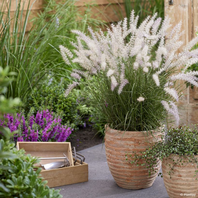 Pennisetum orientale JS Dance With Me - Lampenpoetsersgras (Groeiplaats)